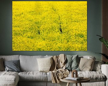 Canola sur Thomas Jäger