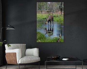 Eland in het water sur Poulie Artwork