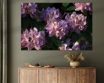 Rhododendron by Thomas Jäger