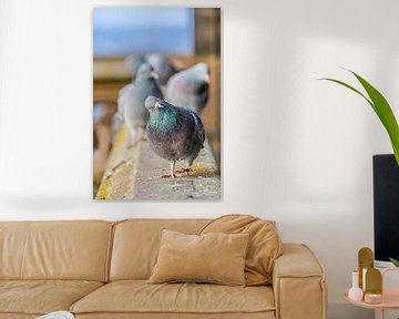 Portret van een duif die recht naar van pixxelmixx
