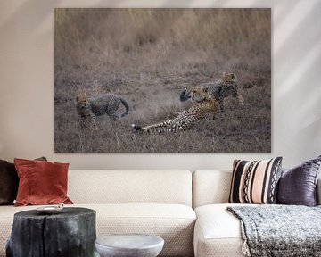 Zwei Gepardenbabys spielen um ihre Mutter von pixxelmixx