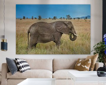 Reuzenafrikaanse olifant in de savanne van pixxelmixx