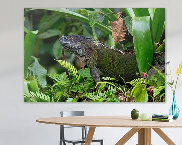 Leguan Costa Rica by Merijn Loch