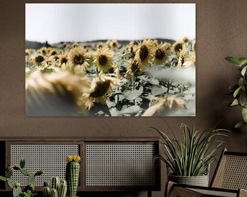 Field with sunflowers by Wim Slootweg