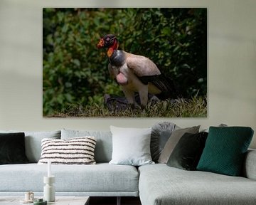 Vulture in Costa Rica by Merijn Loch