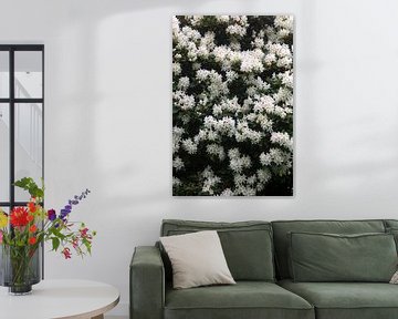 Rhododendron van Thomas Jäger