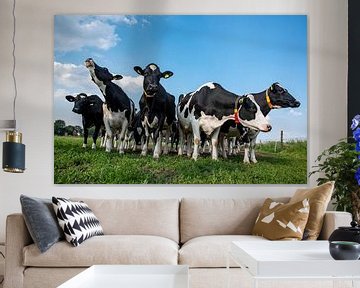 curious cows in the meadow by John Linders