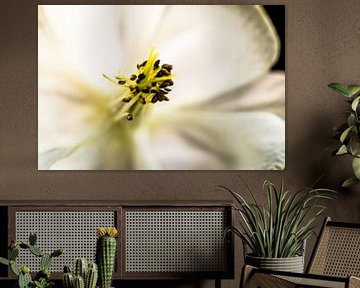 pestle and stamens aquilegia by Frank Ketelaar