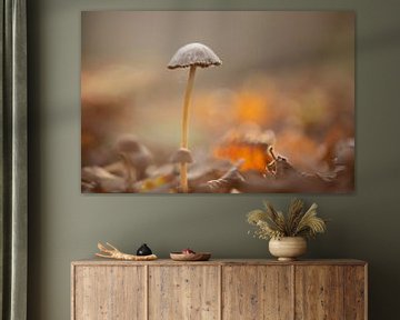 Paddestoel in herfst