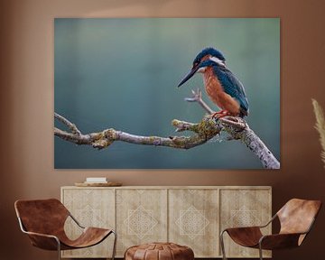 Kingfisher by Kingfisher.photo - Corné van Oosterhout