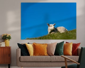Texel lammetje geniet van de zon van Texel360Fotografie Richard Heerschap