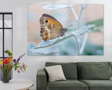 Oeil-de-sable orange - Pyronia tithonus - Gardien sur Rick Willemsen