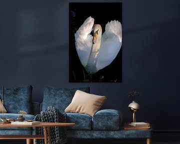 Schöner Schwan von Jan van der Knaap