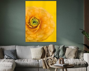 Image d'une fleur de renoncules jaune.