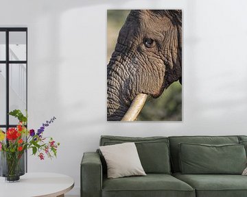 Afrikaanse olifant (Loxodonta africana) van Dirk Rüter