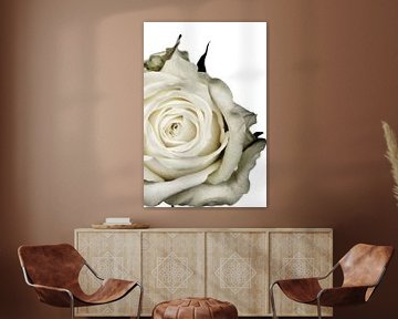 Foto van een witte roos. van Therese Brals