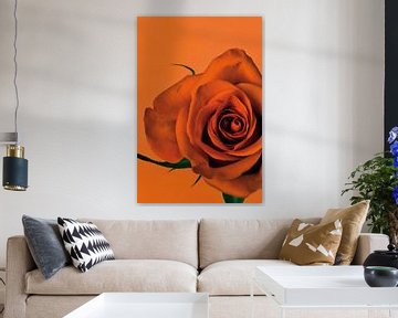 Foto van een oranje roos. van Therese Brals