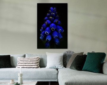 Blueberry by Pauline Bergsma