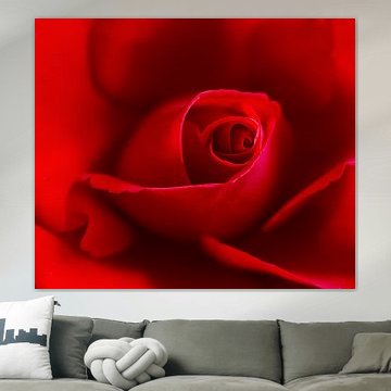 rose rouge en gros plan