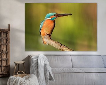 Birds | Kingfisher male with a fish for the kingfisher young by Servan Ott