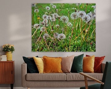 Blowball meadow