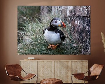 Portrait of a puffin on the cliffs of Ireland by Gerben Tiemens