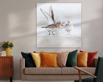 Birds - Sanderlings on the North Sea beach in summer and winter plumage by Servan Ott