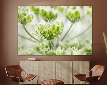 Fleurs d'ombellifères éteintes du Bereklauw sur Ebelien