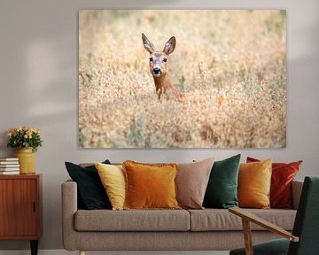 Deer in the oat field by Daniela Beyer