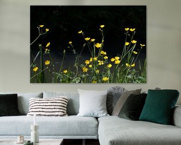 Yellow buttercups in May by Jolanda de Jong-Jansen