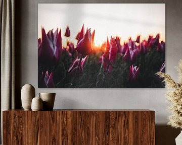 Tulpen in de ochtendzon van Tes Kuilboer