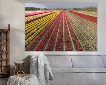 Bollenvelden in bloei bij Lisse (tulpen) sur Hans Elbers