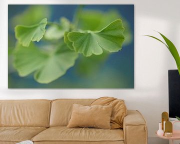 Nahaufnahme von grünen Ginkgo-Blättern mit blauem Hintergrund von Cor de Hamer