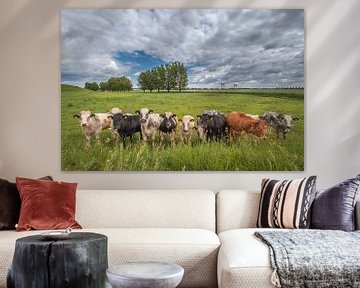 Nieuwsgierige koeien in de polder van Moetwil en van Dijk - Fotografie