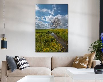 Arbre par fossé et colza sur Moetwil en van Dijk - Fotografie