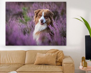 Australian shepherd by Anke de Haan