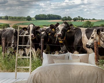 Nieuwsgierige koeien in Zuid-Limburg van John Kreukniet