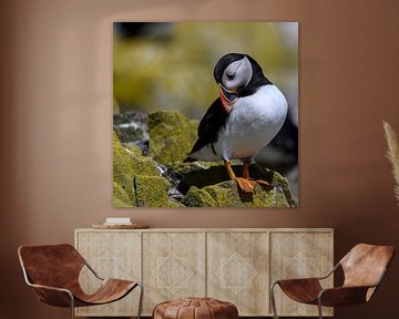 Papegaaiduiker / Puffin van Aspectus | Design en Realisatie