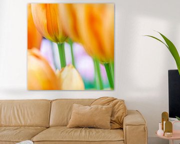 Tulipes orange sur Aspectus | Design en Realisatie