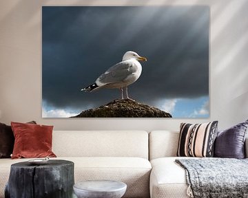 Meeuw tegen de storm