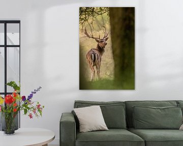 Male deer by Kars Klein Wolterink