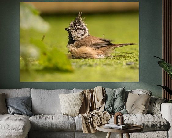 Aperçu de la chambre