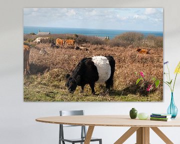 Koeien in Cornwall