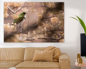 Klaas' Cuckoo