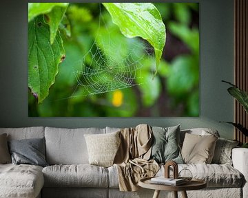 Spinnenweb met dauw