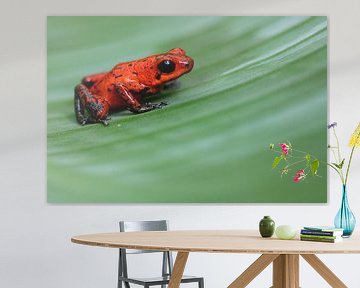 Grenouille empoisonnée à la fraise sur Kars Klein Wolterink