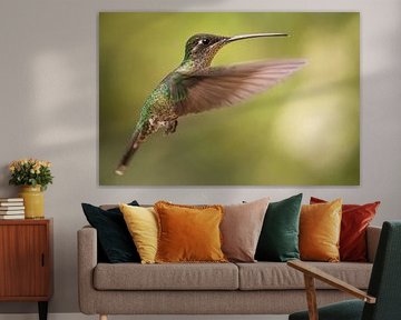 Rivoli's hummingbird