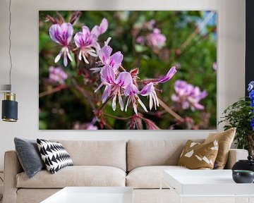 Orchidee