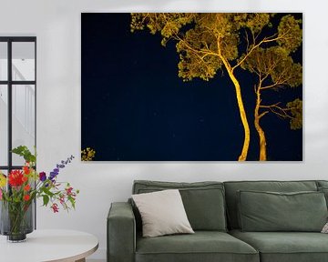 Bomen @ night by Tim Jung