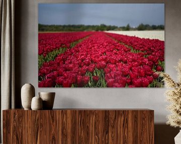 Rote Tulpen in der Zwiebelregion von Maartje Abrahams